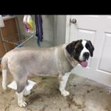 st bernard pic.jpg